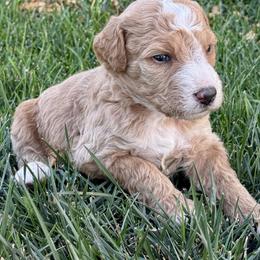 Jack - Red male Bernedoodle puppy in Springville, Utah from Oodles of Bernedoodles