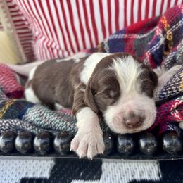 Green apple - Liver white and roan male English Springer Spaniel puppy in Swainsboro, Georgia from Sweet Georgia Springers