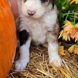 Holly - Aussiedoodle puppy from Doodle Mountain