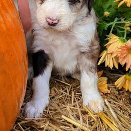 Holly - Aussiedoodle puppy from Doodle Mountain
