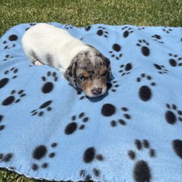 Dachshund Puppies from TLC Dachshund