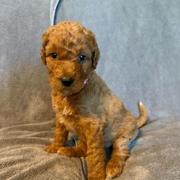 Female Pink Collar(Princess) - Red  female Goldendoodle puppy in Cape Coral, Florida from GoldenDoodles Cape Coral