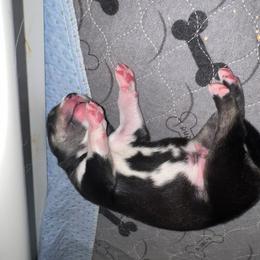 Biggs - Black and white male Siberian Husky puppy in Bangs, Texas from Final Siberians