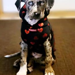 Catahoula Leopard Dog Puppies from Peach Tree Catahoulas