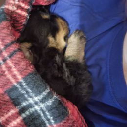 Rottweiler Puppies from Von Haus of Pearl