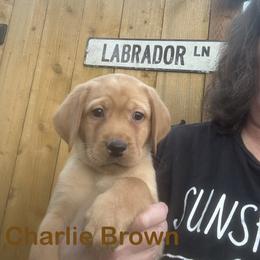 Charlie Brown - Yellow male Labrador Retriever puppy in Tigard, Oregon from Morrison Labrador Retreivers