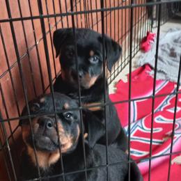Rottweiler Puppies from Gregory Mulkey's Rottweilers
