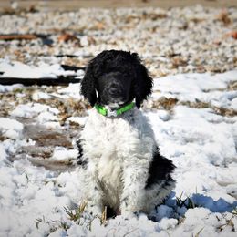 Poodle Puppies from MD Triple Creek Ranch