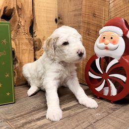 Lumi - Cream female Aussiedoodle puppy in Lavonia, Georgia from H & A Kennels