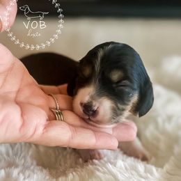 Eggnog - Black and cream female Dachshund puppy in Sioux Rapids, Iowa from VOB Doxie