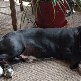 Basset Hounds from Beach Bassets by CC