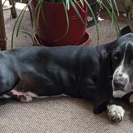 Basset Hounds from Beach Bassets by CC