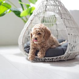 Goldendoodle Puppies from Dashing Doodle Pups