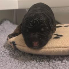 Kabota - Black and red male German Shepherd puppy in Charlotte, North Carolina from In Stride Shepherds