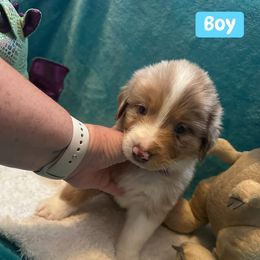 Australian Shepherd Puppies from Oma K’s Aussies