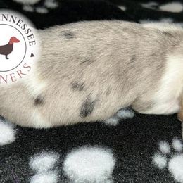 Dachshunds from Tiny Tennessee Weiners