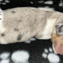 Dachshunds from Tiny Tennessee Weiners