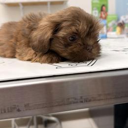 Snicker 4 - Chocolate male Shih Tzu puppy in Azusa, California from RJ Shih Tzu lover