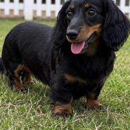 Daisy - Dachshund