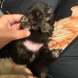 Cinder - Black and tan male Pomeranian puppy in North Port, Florida from POMRITA POM’S