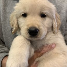 Girl 3 - Golden Retriever puppy in Michigan from Cider Ash Goldens