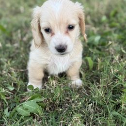 AKC Girl 1 - Cream female Dachshund puppy in Bartlesville, Oklahoma from OkieDokieDox