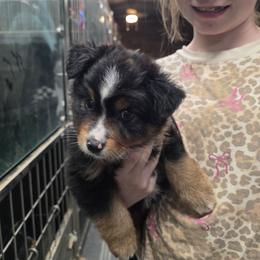 Stetson - Black tri male Miniature Australian Shepherd puppy in Leonard, Texas from Tin Roof Aussies