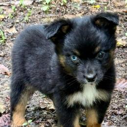Marvel - Black tri male Miniature Australian Shepherd puppy in Patterson, North Carolina from DreamLine Aussies