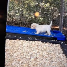 Labrador Retriever Puppies from Flashylabs AKC GRAND CHAMPION SIRED