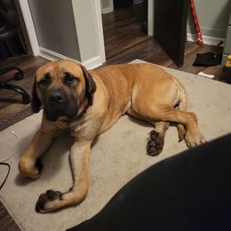 Ginny - Mastiff