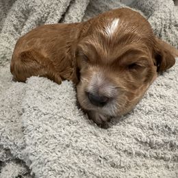 Boy 3 - Parti male Goldendoodle puppy in Antigo, Wisconsin from Cedar River Kennel