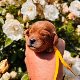 Flounder - Apricot male Cavapoo puppy in Jackson, California from Disney Doodles