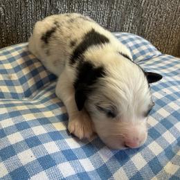 Merle boy 1 - Blue merle male Toy Australian Shepherd puppy in Nickelsville, Virginia from Pecan Creek