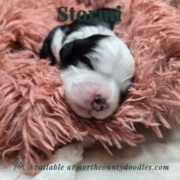 Stormi - female Australian Mountain Doodle puppy in Escondido, California from North County Doodles
