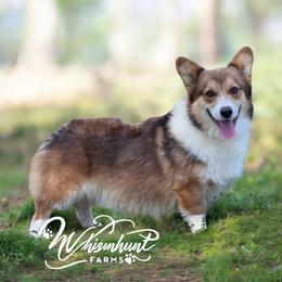 Joker - Pembroke Welsh Corgi