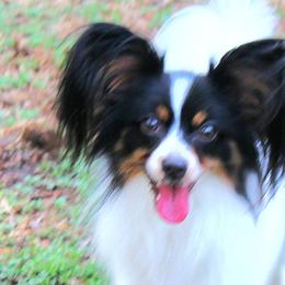 Bronco - Papillon