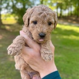 Pearl - Apricot female Goldendoodle puppy in Kenansville, North Carolina from J+A Family Doodles
