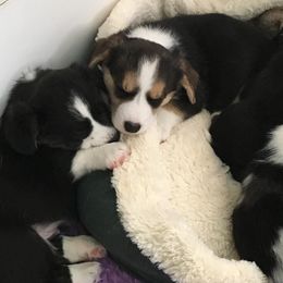 Cardigan Welsh Corgi Puppies from Rochar Cardigan Welsh Corgis