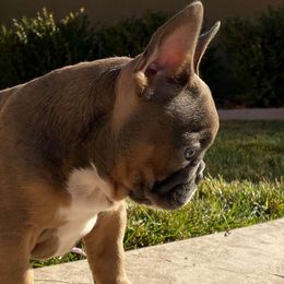 French Bulldog Puppies from Forever Friendchies