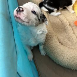 Border Collie Puppies from Roaring River Border Collies