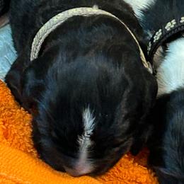 Mr. Gray - Black male Newfoundland puppy in Marysville, Washington from Black Lions Newfoundlands