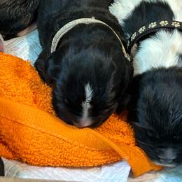 Mr. Gray - Black male Newfoundland puppy in Marysville, Washington from Black Lions Newfoundlands