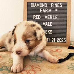 Black - Red merle male Australian Shepherd puppy in Camp Verde, Arizona from Diamond Pines Farm