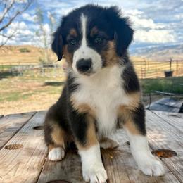 Marina - Black tri-color female Australian Shepherd puppy in Preston, Idaho from KC Bar Ranch Aussies