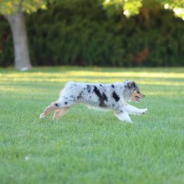 Miniature American Shepherd Puppies from Azure Sky Minis
