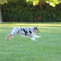 Miniature American Shepherd Puppies from Azure Sky Minis