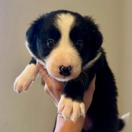 Ziti - Black and white female Border Collie puppy in Lodi, California from R3 Sport Dogs (R3 Goldens/ R3 Border Collies)