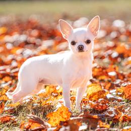 Penny - Chihuahua