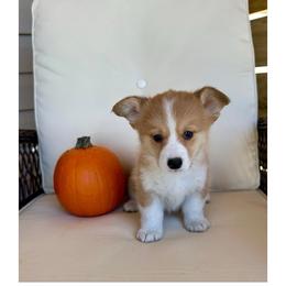 Arthur (Artie) - Red male Pembroke Welsh Corgi puppy in Urbana, Ohio from Edgewood Farm and Kennel
