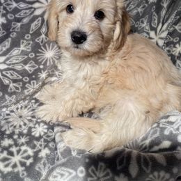 Goldendoodle and Golden Retriever Puppies from Darling Doodles of Licking County